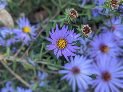 Close up of Blue flowers