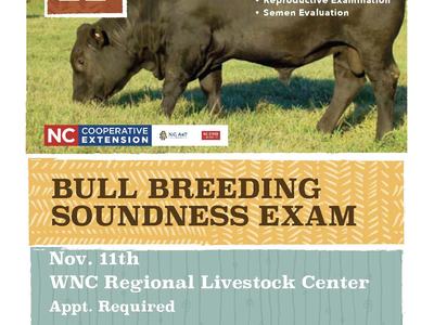Black bull grazing; flyer: "Bull Breeding Soundness Exam — Nov 11, WNC Livestock Center, appt req"