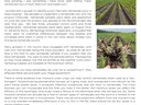 Blackland Bulletin, Hyde County Extension — "Nematodes: A Growing Issue in Hyde County"