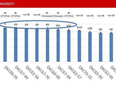 NC State University bar chart: Bu/A yields for DKC hybrids with group letters a–e