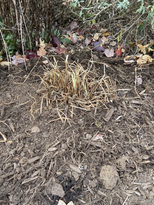 Dry clump of ornamental grass in a mulch bed with fallen autumn leaves behind