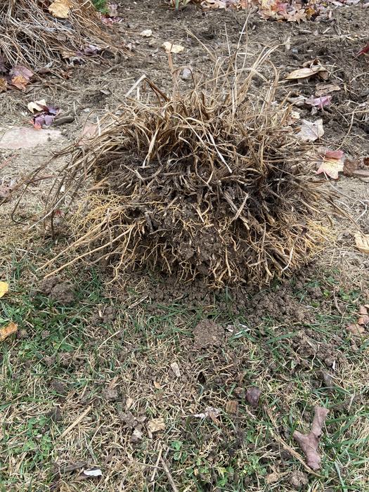 Daylily clump just removed from the ground. Notice the foliage has already died back.