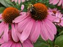 Purple coneflower