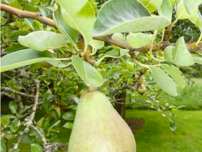 European Pear Bartlett