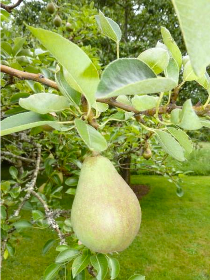 European Pear Bartlett