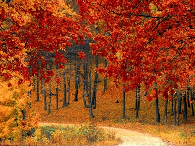 Fall leaves