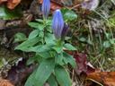 Two closed purple flower buds on a small green plant amid fallen leaves