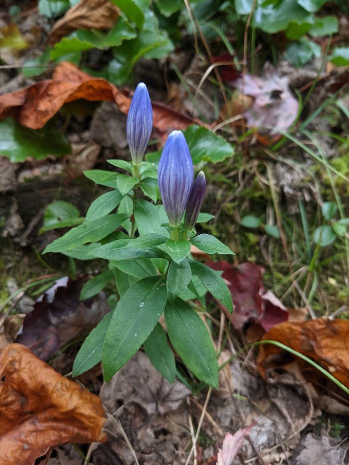 Two closed purple flower buds on a small green plant amid fallen leaves