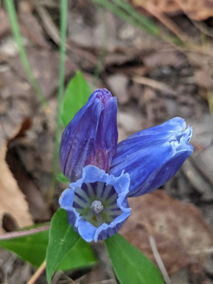 Three blue bell-shaped gentian flowers, one open showing striped throat and central stigma