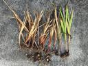 Row of uprooted bulb plants with roots and brown and green leaves laid on concrete