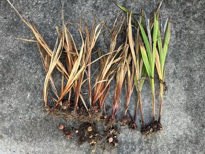 Row of uprooted bulb plants with roots and brown and green leaves laid on concrete
