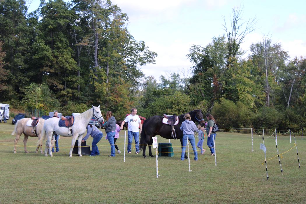 White horse and black horse with saddles on. People are mounting the horses and riding them around Jackson Park on Farm City Day