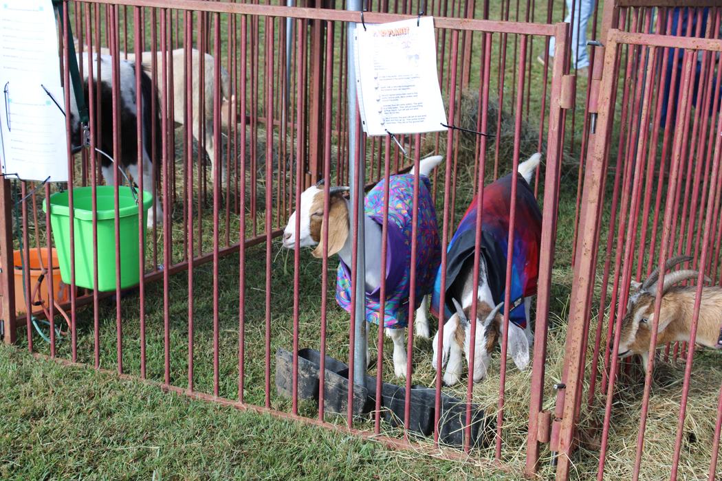 Goats in coats awaiting visitors