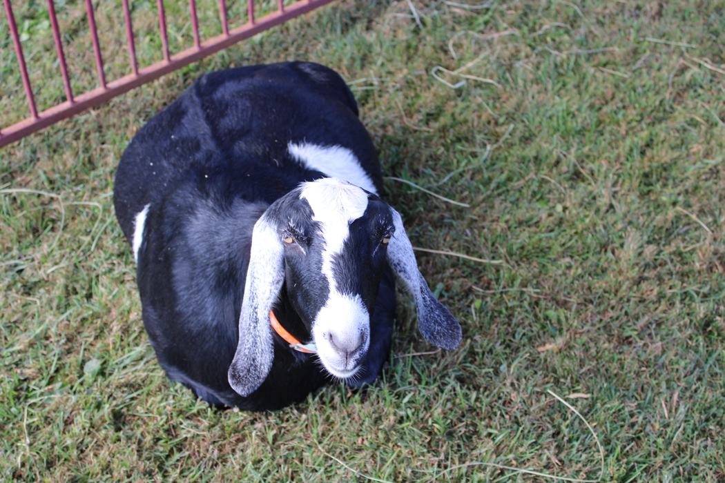 Black goat in pen awaiting visitors at Farm City Day
