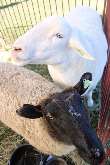 Two sheep stand together.