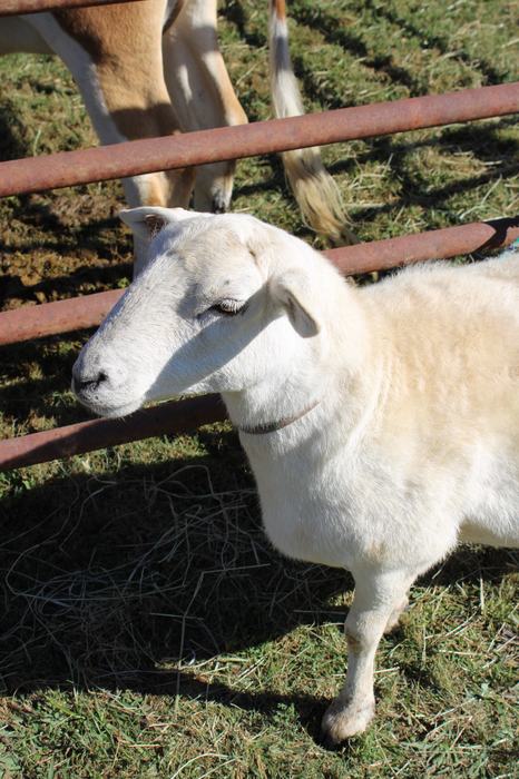 A sheep standing beside a fence.
