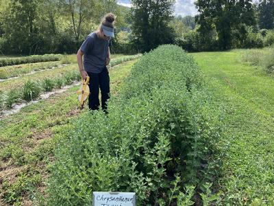 Chinese medicinal herbs growing on a farm in western NC