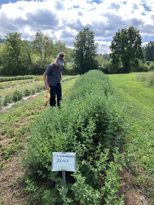 Chinese medicinal herbs growing on a farm in western NC