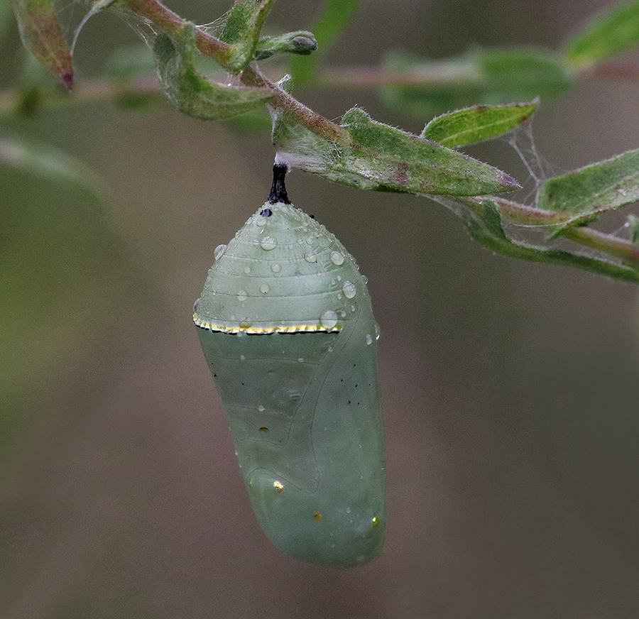 Monarch chrysalis.