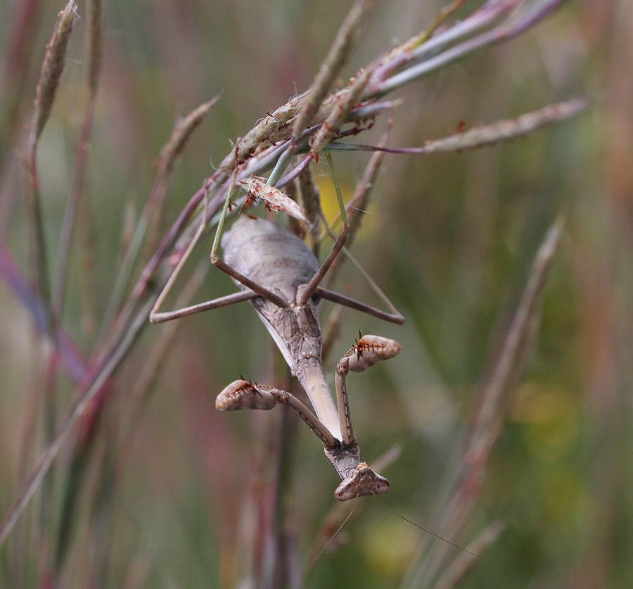 Native Carolina mantid on splitbeard bluestem grass.
