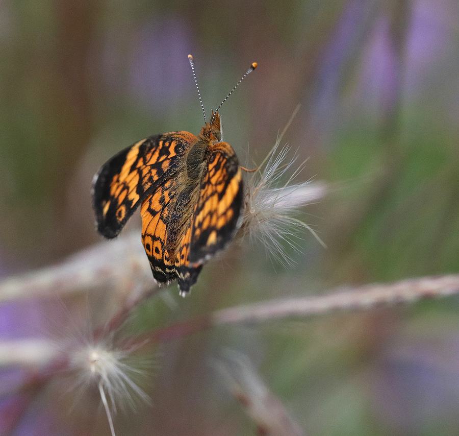 Pearl crescent butterfly on splitbeard bluestem about to take flight.