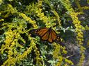 Monarch butterfly perched on clusters of yellow goldenrod flowers