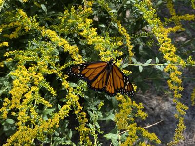 Monarch butterfly perched on clusters of yellow goldenrod flowers