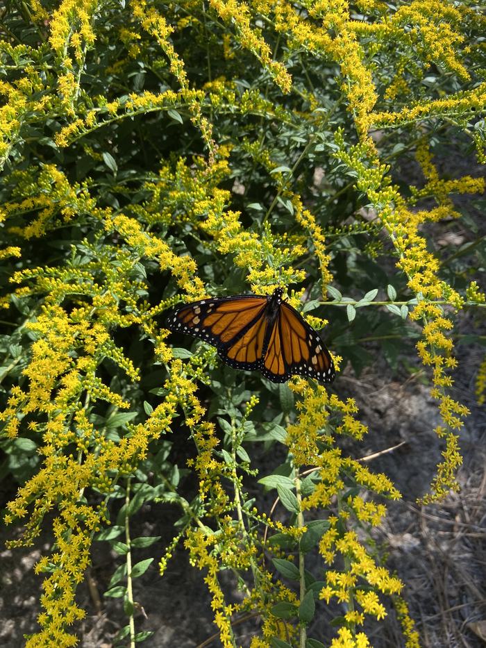 Monarch butterfly lands on bright yellow goldenrod flowers