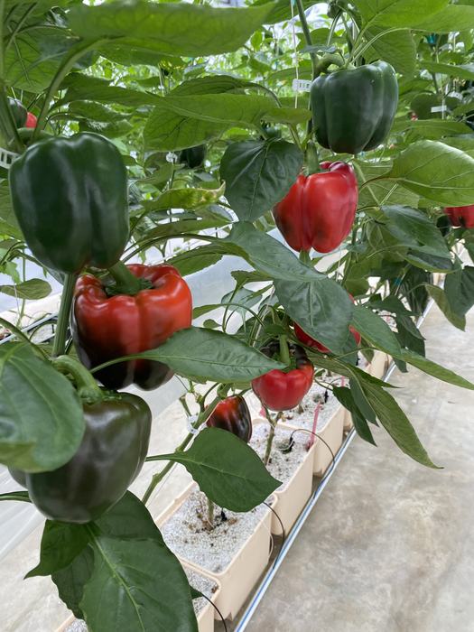 Row of buckets with ripening bell peppers