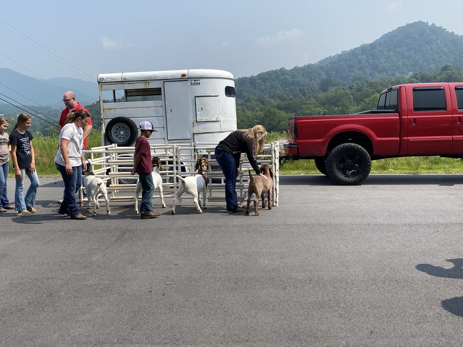 People Judging Goats