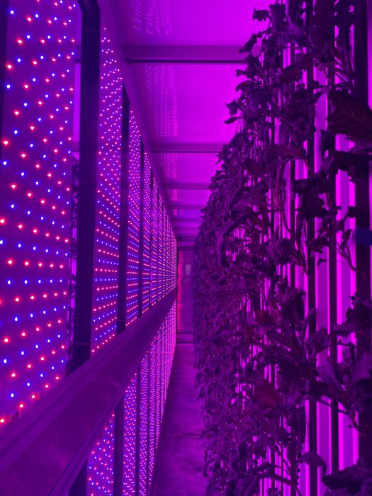Kale grows vertically indoors with purple, blue/red lights