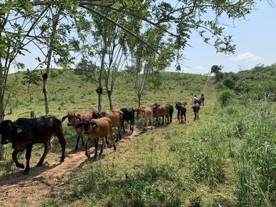 Cattle walking in single file along a dirt path in a grassy, hilly pasture