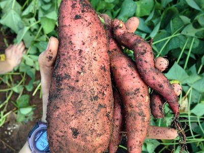 sweet potatoes