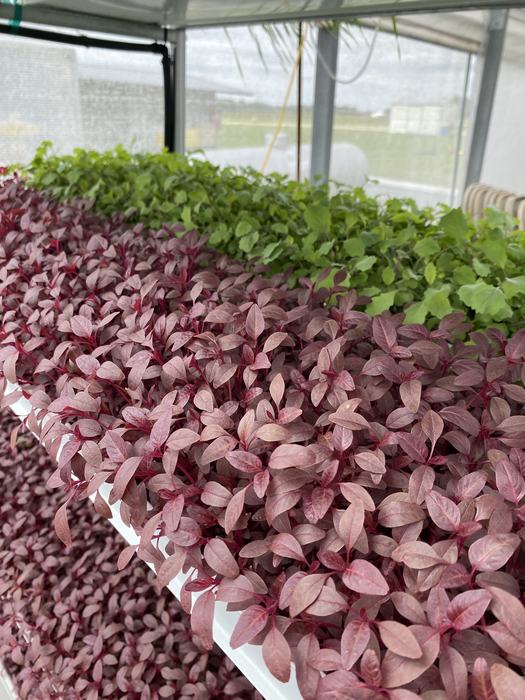shelves of trays with small redish plants
