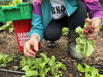 Hands harvesting radishes with roots and leaves; red bucket labeled "HARBOR FREIGHT"