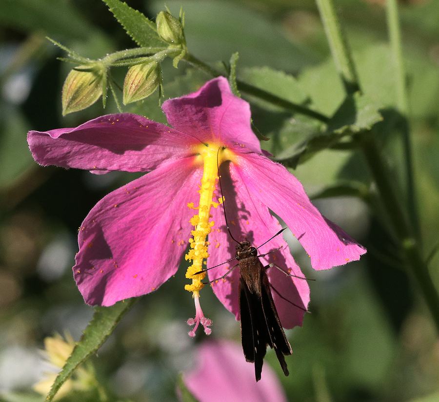 Skipper on seashore mallow