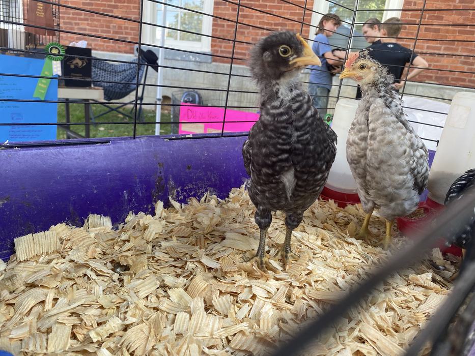 chickens in pen