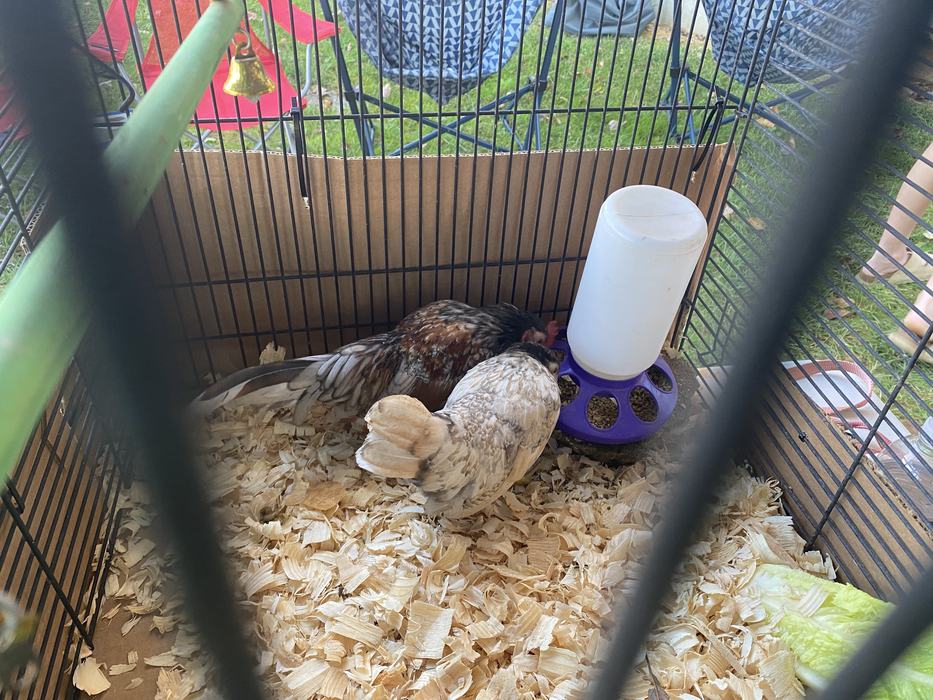 Chickens eating in pen
