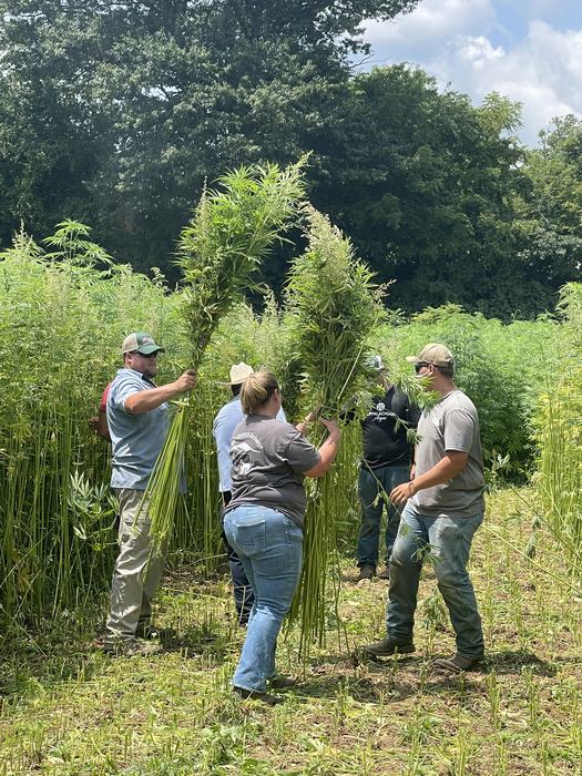 People holding bundles of fiber hemp 