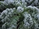 Curly kale leaves coated with frost crystals