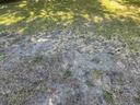 Lawn with Ground pearl damage