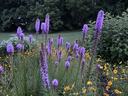 Tall purple Liatris spikes and small yellow flowers in a garden bed with trees in back