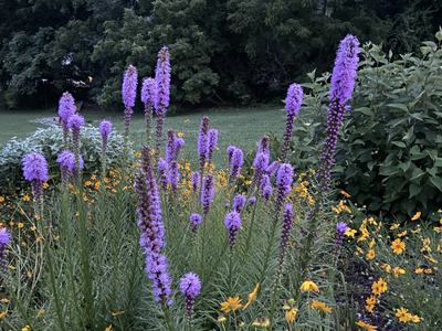 Tall purple Liatris spikes and small yellow flowers in a garden bed with trees in back
