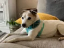 Maxwell the senior dog