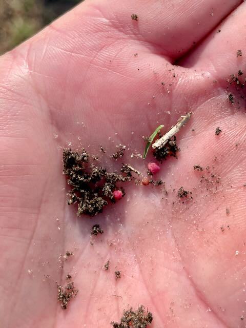 Ground pearl crawlers in May are easier to see.