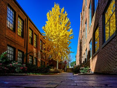 Tall yellow-leaved tree between two red brick buildings under a clear blue sky