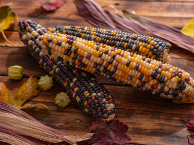 indigenous autumn corn, shucked