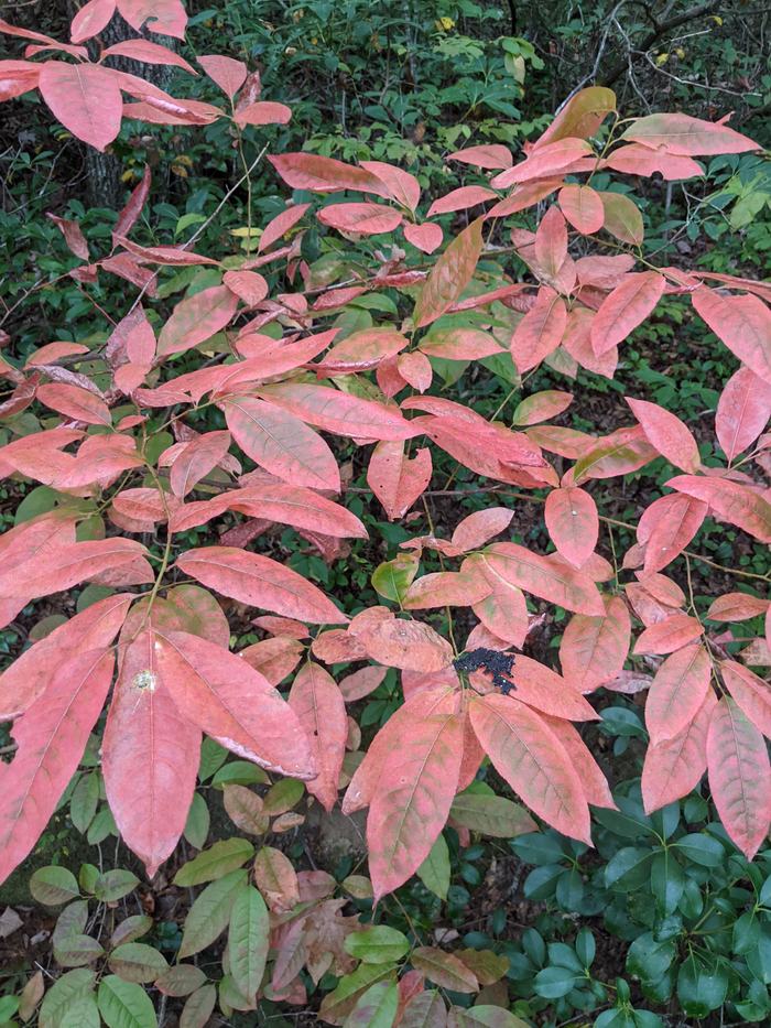 Reddish-pink autumn leaves on a low forest shrub among green groundcover