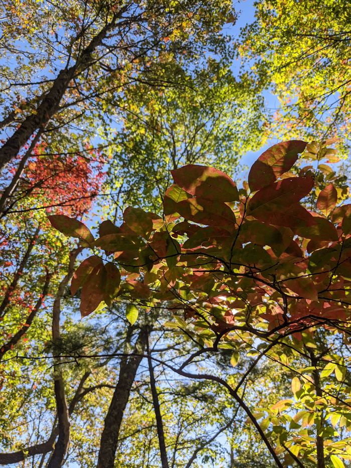 Red and green leaves in foreground against a forest canopy and blue sky