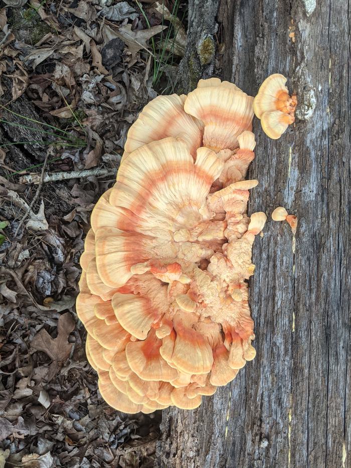 Orange colored mushroom growing from a log